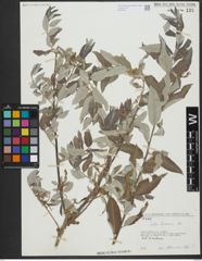 Foto von Salix turanica Nasarow
